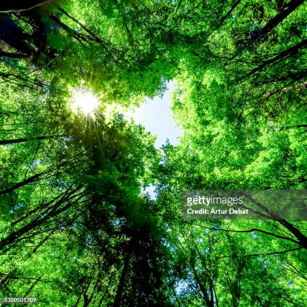 green pompous forest see from below with sunlight during springtime. - weelderige plantengroei stockfoto's en -beelden