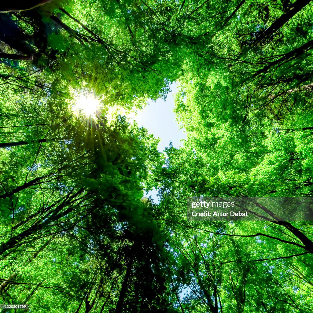 Green pompous forest see from below with sunlight during springtime.