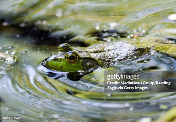 Muhlenberg twp., PA An American Bullfrog swims in the water. At Bernhart's Park, around the Bernhart's Reservoir in Muhlenberg Township Wednesday...