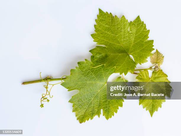 full frame, close-up of  grapevine with green leaves on a white background. - white grape ストックフォトと画像