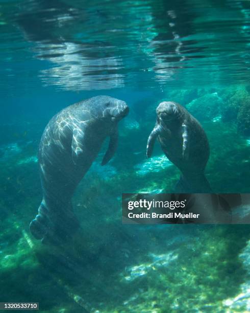 manatees at crystal river, florida - floridamanat bildbanksfoton och bilder