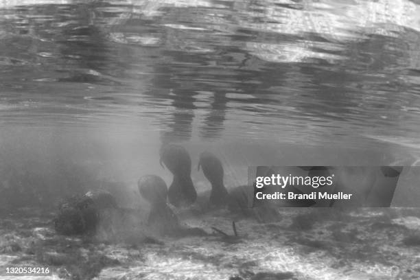 manatees at crystal river, florida - crystal river florida stock-fotos und bilder
