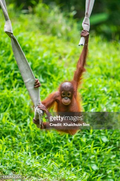 baby orang utan hanging on  ropes - baby orangutan stock pictures, royalty-free photos & images