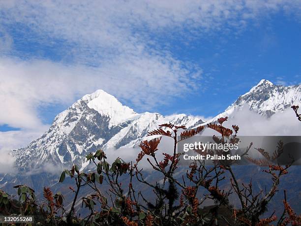 himalayan landscape - rhododendron stock pictures, royalty-free photos & images