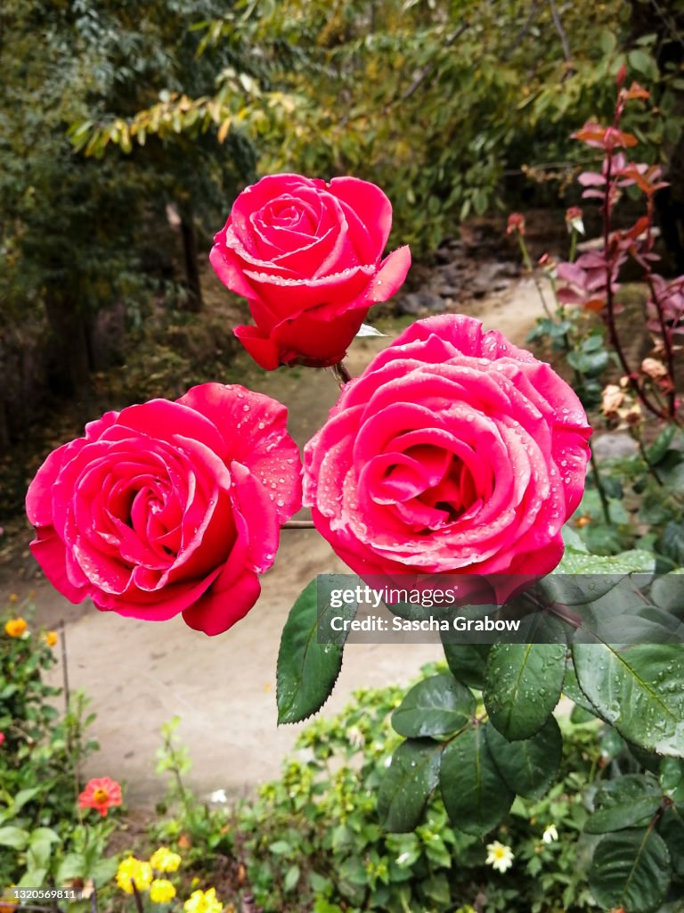 Tajik Highlands Roses