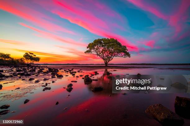 lonely tree - australia summer reflection stock-fotos und bilder