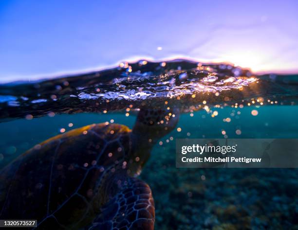 turtle blur - espécie ameaçada imagens e fotografias de stock