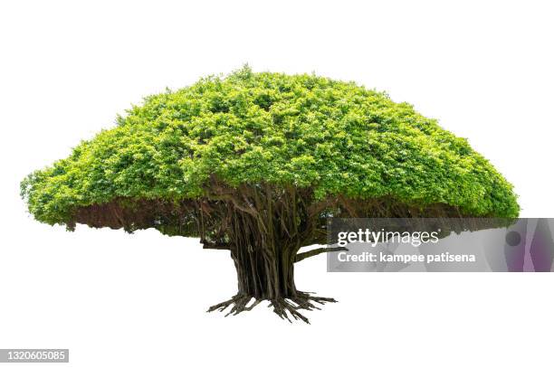 beautiful a banyan tree on white background. - ficus tree stock pictures, royalty-free photos & images