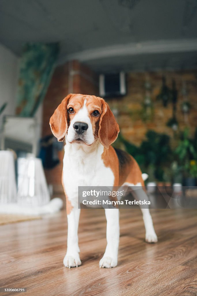 Portrait of a beagle dog with a playful mood.