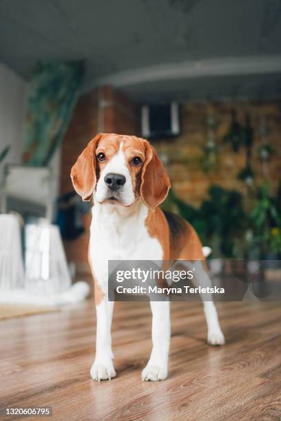 portrait of a beagle dog with a playful mood. - beagle stock pictures, royalty-free photos & images