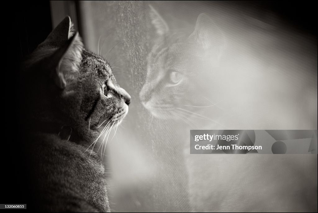 Cat reflection in window