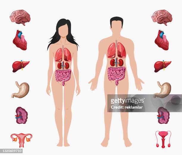 stockillustraties, clipart, cartoons en iconen met human anatomy. male and female body with organ system diagram. medicine visual, teaching aid, study guide education concept. - human body part