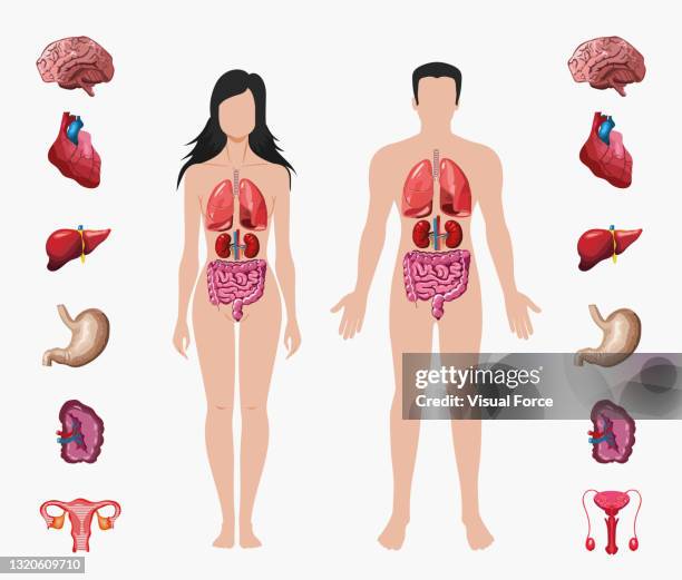 ilustrações de stock, clip art, desenhos animados e ícones de human anatomy. male and female body with organ system diagram. medicine visual, teaching aid, study guide education concept. - fisiologia