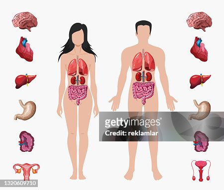 Human Anatomy Male And Female Body With Organ System Diagram Medicine  Visual Teaching Aid Study Guide Education Concept High-Res Vector Graphic -  Getty Images