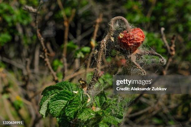 white cobwebs on the branch and rosehip fruit, last year's dried berries and new green leaves. the concept of agriculture, the fight against plant pests, harmful insects. - aphid stock pictures, royalty-free photos & images