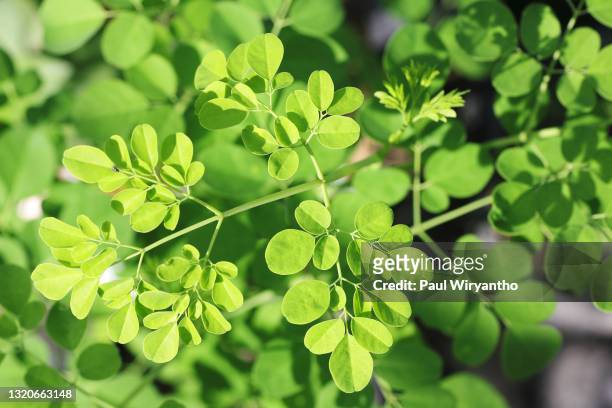 close-up of moringa oleifera leaf - moringa oleifera stockfoto's en -beelden