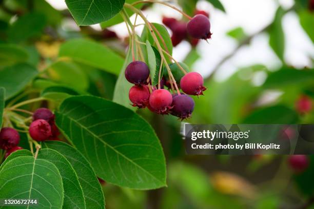 Serviceberry Examples Service Berry Photos and Premium High Res Pictures - Getty Images