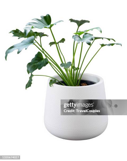 philodendron xanadu botanical tropical house plant in beautiful white ceramic pot isolated on white background. philodendron xanadu is air purifier tree - pot plants stockfoto's en -beelden