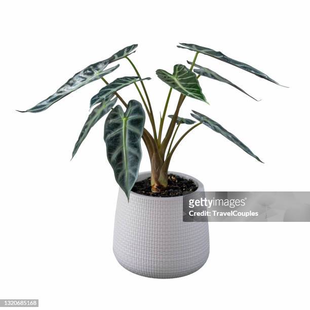 kris plani leaf. alocasia amazonica sanderiana plant in white ceramic pot isolated on white background. alocasia sanderiana bull with large green leaves air purifier plant indoor. - 鉢植え 無人 ストックフォトと画像