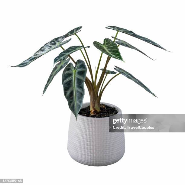 kris plani leaf. alocasia amazonica sanderiana plant in white ceramic pot isolated on white background. alocasia sanderiana bull with large green leaves air purifier plant indoor. - pot plant stock pictures, royalty-free photos & images