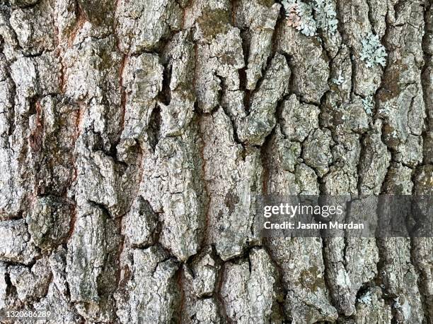 old wood tree texture pattern background - écorce forêt photos et images de collection