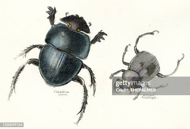 29点のヘラクレスオオカブトイラスト素材 Getty Images 29点のヘラクレスオオカブトイラスト素材 Getty Images