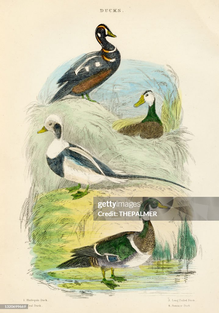 Ducks bird engraving 1893