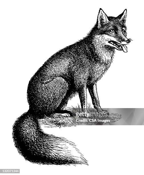 fox - schwanz stock-grafiken, -clipart, -cartoons und -symbole