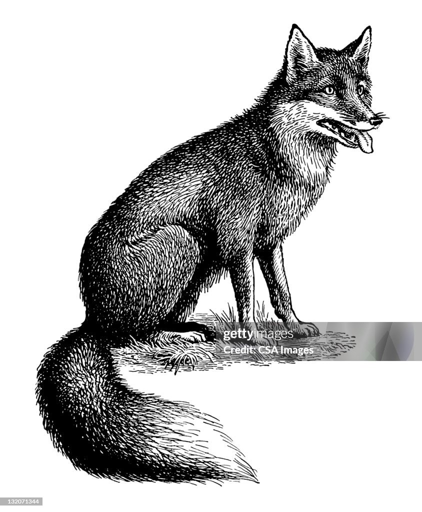 Fox