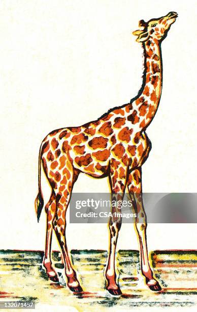 giraffe - giraffe stock illustrations