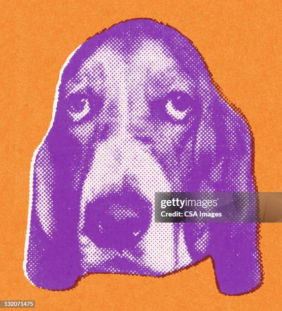 ilustrações, clipart, desenhos animados e ícones de basset - linda bassett