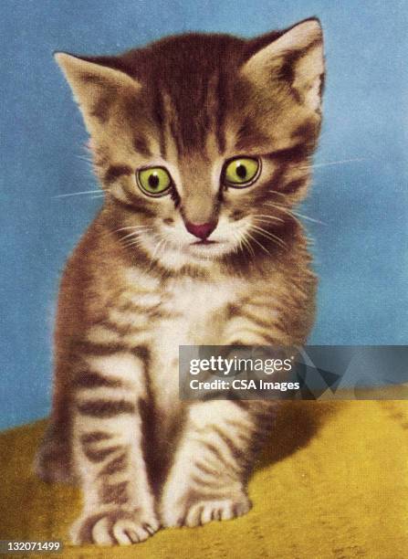 freaked out kitten - cute-blue-backgrounds stock illustrations