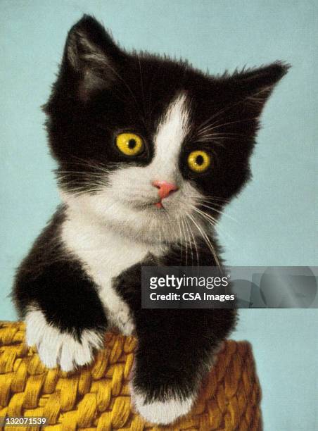 black and white kitten in basket - baby cat stock illustrations