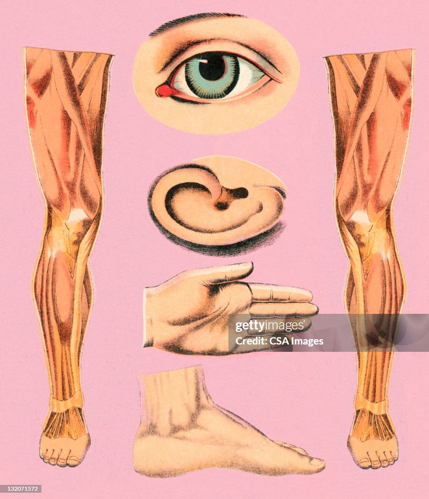 Partes do corpo