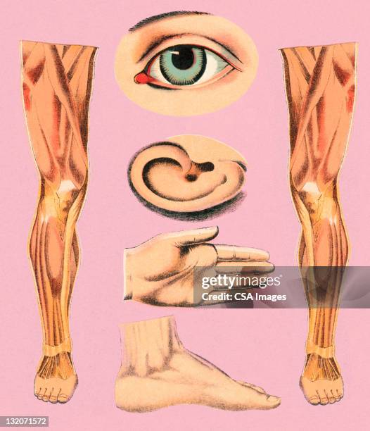 body parts - biomedical illustration stock illustrations