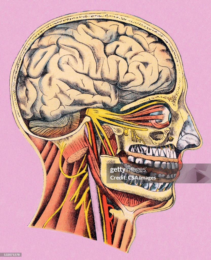 Human Head Anatomy