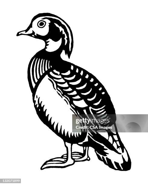 ilustrações de stock, clip art, desenhos animados e ícones de pato - pato carolino