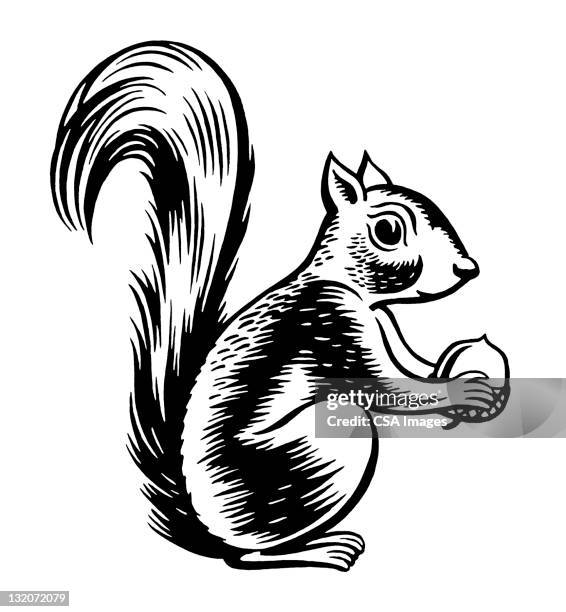 gewöhnlicher holding mutter - eichhörnchen gattung stock-grafiken, -clipart, -cartoons und -symbole