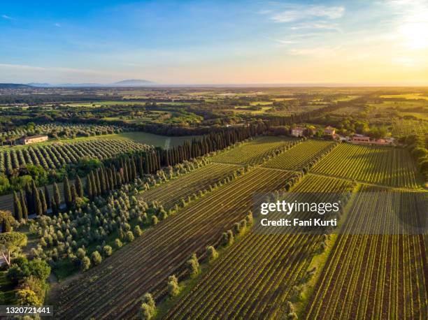 托斯卡納的博爾蓋里地區，日落時分有葡萄園和橄欖樹，來自無人機 - orchard 個照片及圖片檔