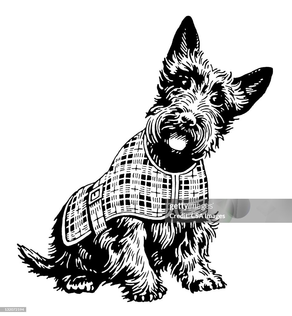 Scottish Terrier in Plaid Coat
