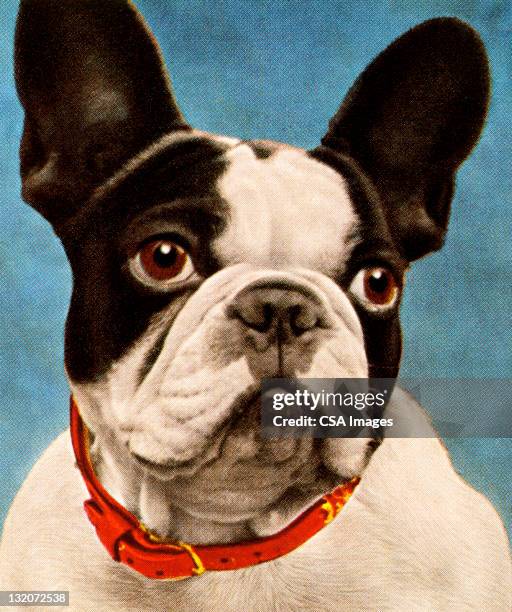 ilustraciones, imágenes clip art, dibujos animados e iconos de stock de terrier de boston/bulldog francés - purebred dog stock illustrations