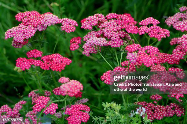 302 Achillea Millefolium Stock Photos, High-Res Pictures, and