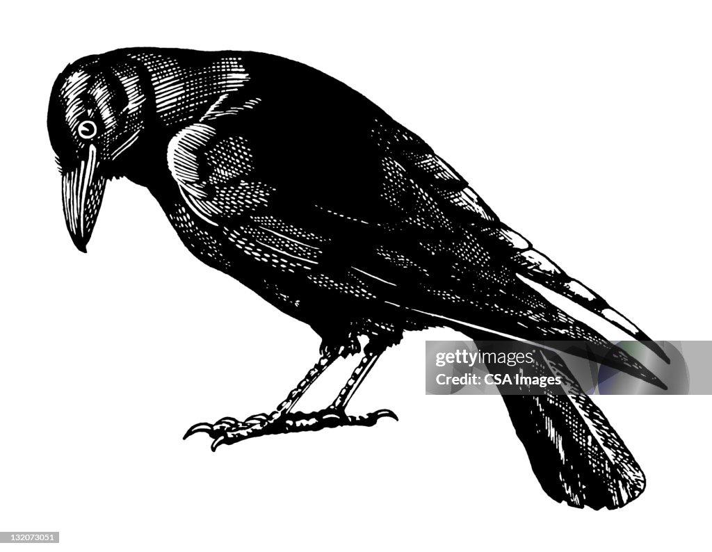 Crow