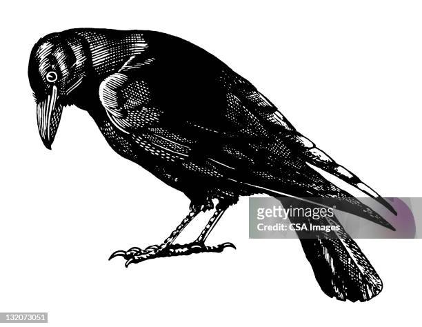 crow - ravens stock illustrations