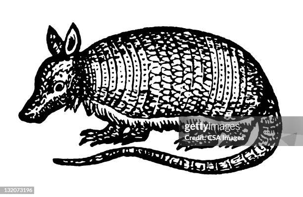 ilustraciones, imágenes clip art, dibujos animados e iconos de stock de armadillo - tatu