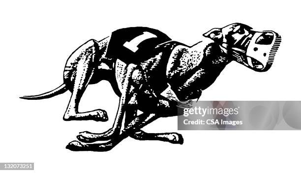 greyhound dog racing - hunderennen stock-grafiken, -clipart, -cartoons und -symbole