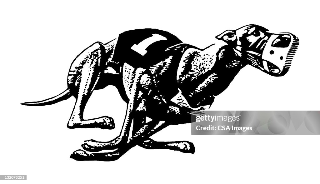 Greyhound Dog Racing