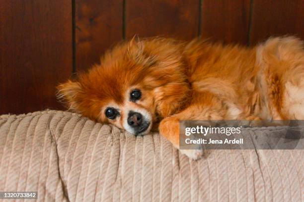 sadness loneliness and depression: senior dog laying on couch - pomeranio fotografías e imágenes de stock