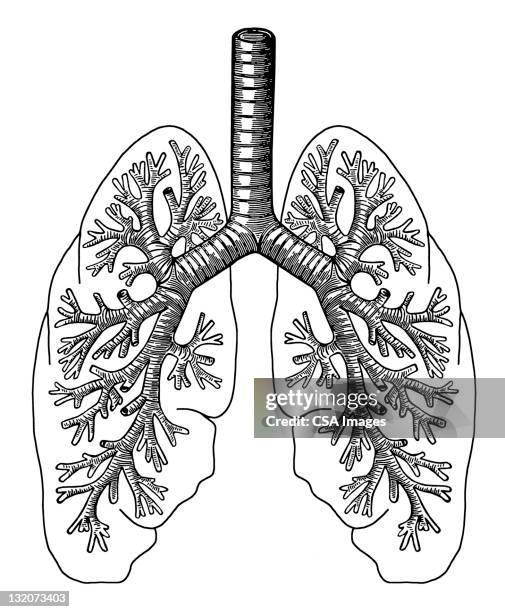 lungs - inhaling stock illustrations