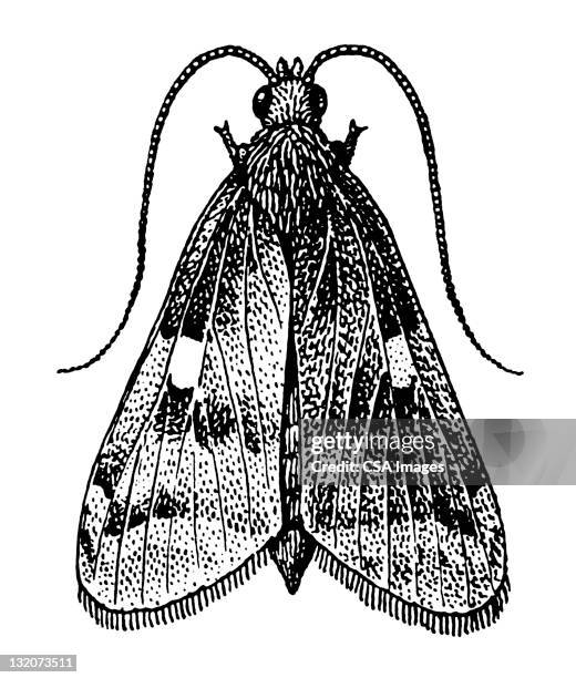 moth - moth stock illustrations